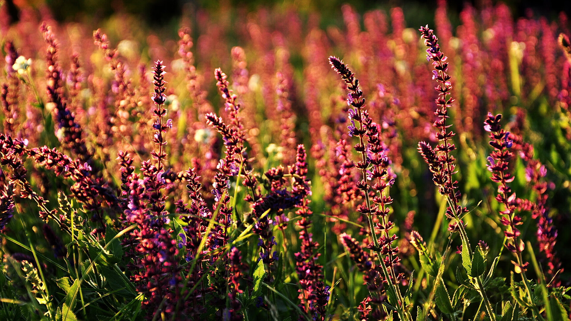意甲新赛季球队成绩大揭秘，欧冠热门成谜，意甲新赛季前瞻