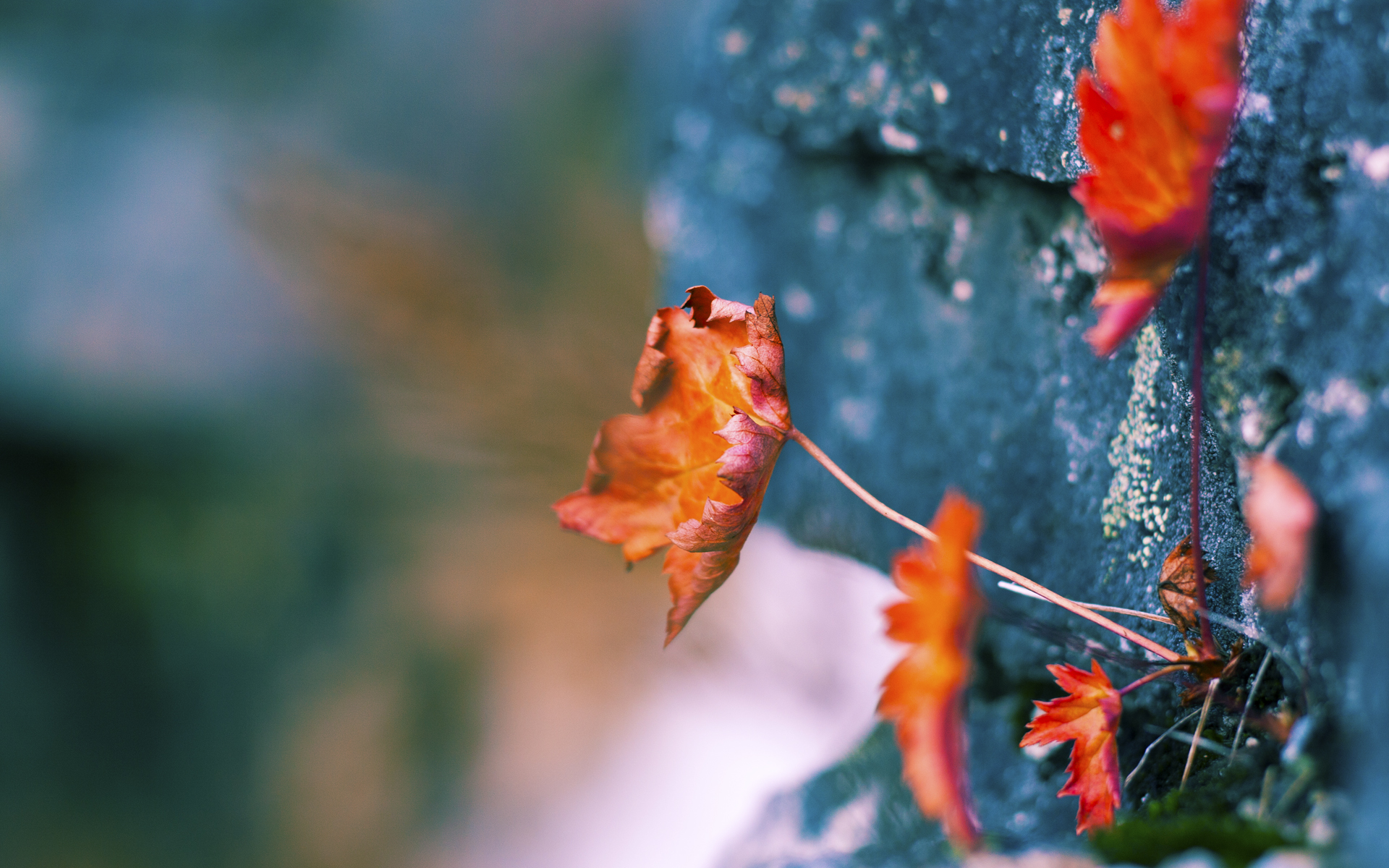 葡萄牙体育重要比赛赛程安排公布,葡萄牙比赛集锦