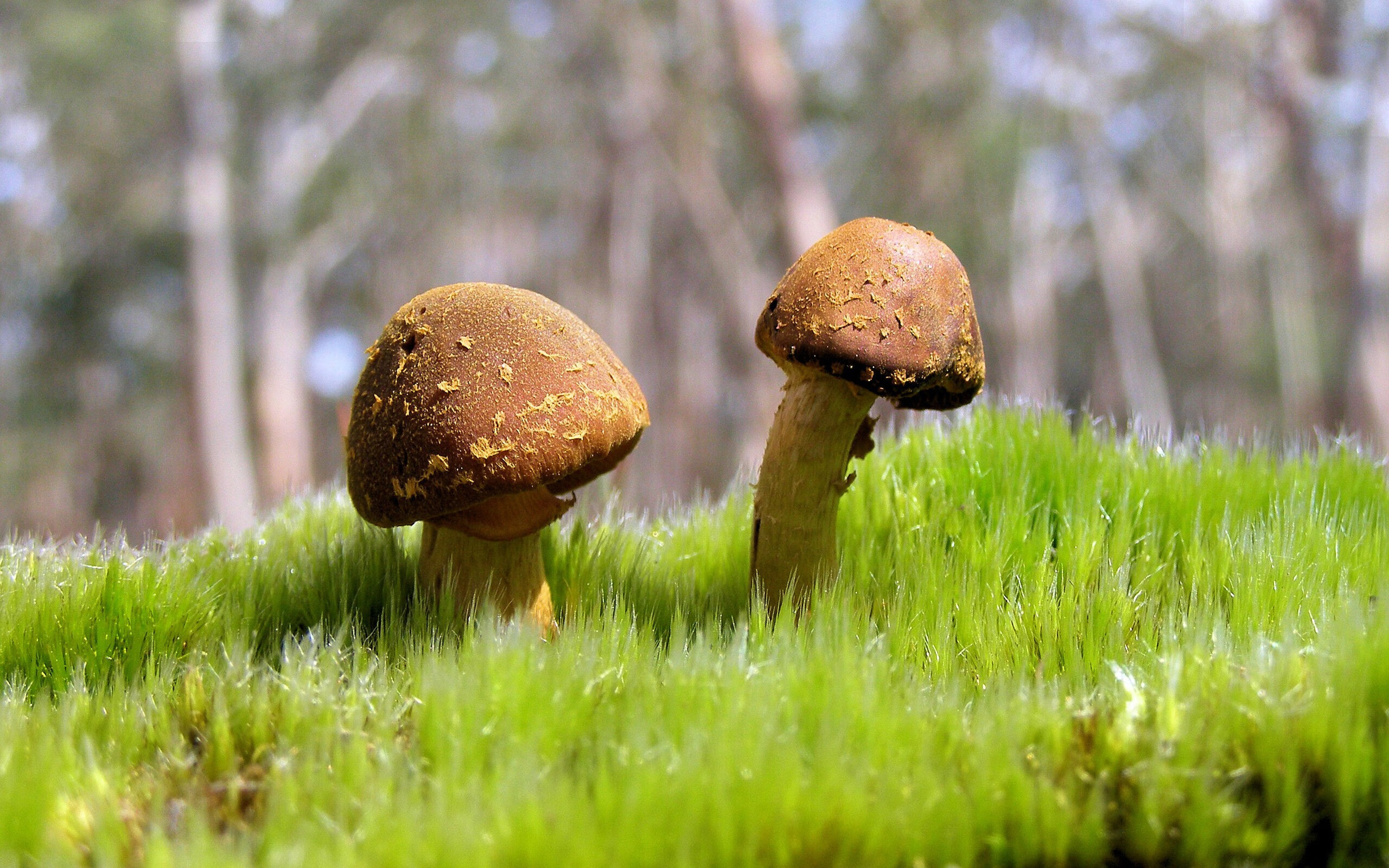 水球快攻摩纳哥主导比赛节奏，水球快攻摩纳哥主导比赛节奏怎么样